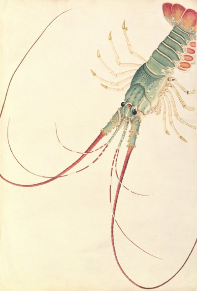 Oodang Katik la-ote, de Dibujos de Animales, Insectos y Reptiles de Malaca, c.1805-18 de Chinese School